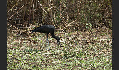 Mohrenklaffschnabel (Anastomus lamelligerus)