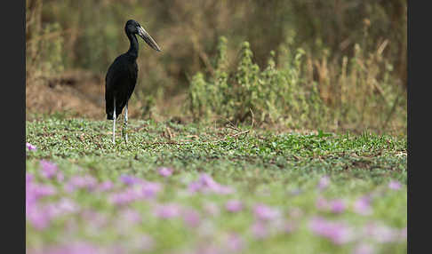 Mohrenklaffschnabel (Anastomus lamelligerus)