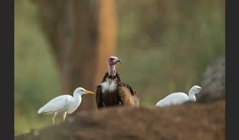 Kuhreiher (Bubulcus ibis)