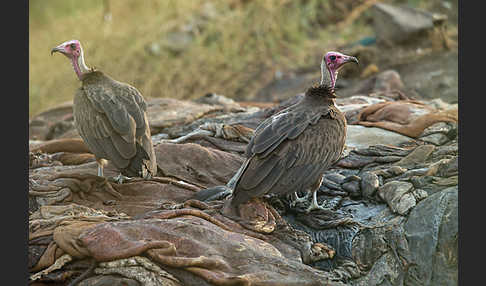 Kappengeier (Necrosyrtes monachus)