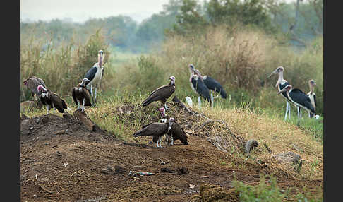 Marabu (Leptoptilos crumiferus)