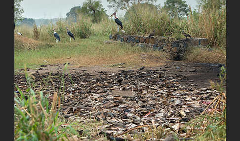 Marabu (Leptoptilos crumiferus)