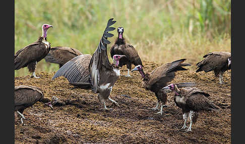 Kappengeier (Necrosyrtes monachus)