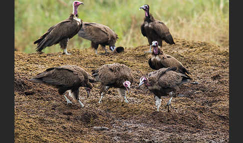 Kappengeier (Necrosyrtes monachus)