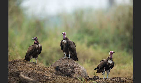 Kappengeier (Necrosyrtes monachus)