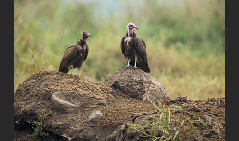 Kappengeier (Necrosyrtes monachus)