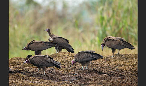 Kappengeier (Necrosyrtes monachus)