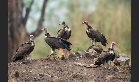 Kappengeier (Necrosyrtes monachus)