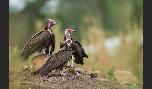 Kappengeier (Necrosyrtes monachus)