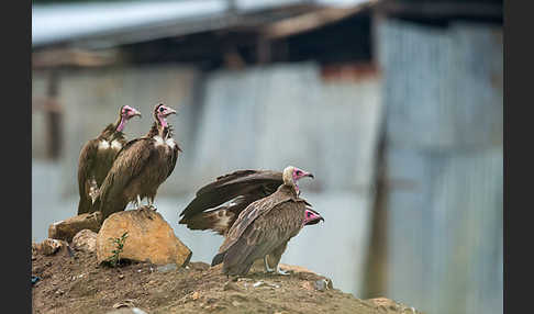 Kappengeier (Necrosyrtes monachus)