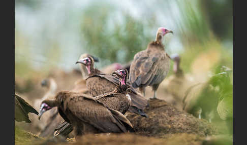 Kappengeier (Necrosyrtes monachus)