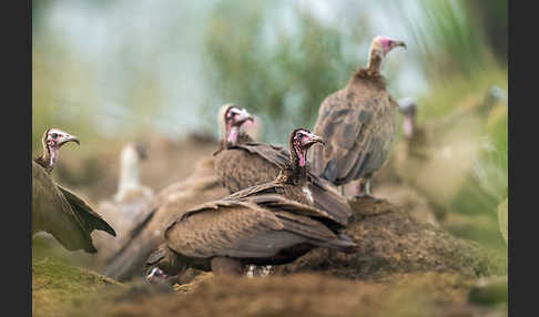 Kappengeier (Necrosyrtes monachus)