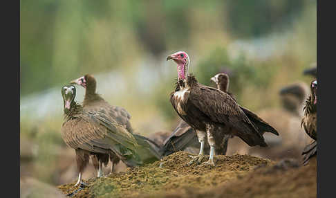 Kappengeier (Necrosyrtes monachus)