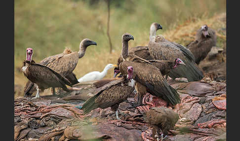 Kappengeier (Necrosyrtes monachus)