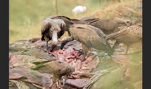 Kappengeier (Necrosyrtes monachus)