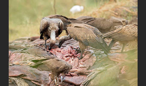 Kappengeier (Necrosyrtes monachus)