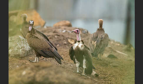 Kappengeier (Necrosyrtes monachus)