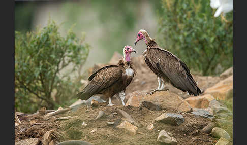 Kappengeier (Necrosyrtes monachus)