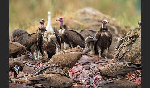 Kappengeier (Necrosyrtes monachus)