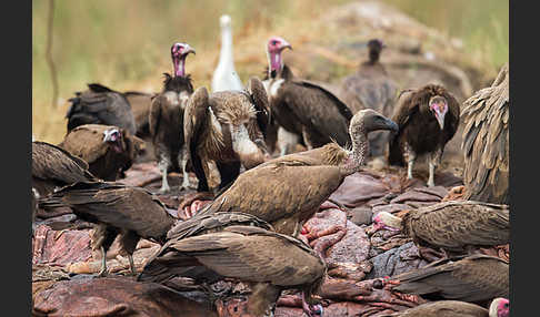 Kappengeier (Necrosyrtes monachus)