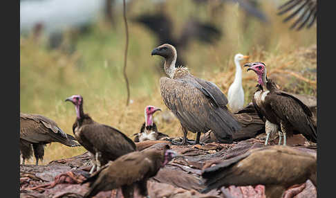 Kappengeier (Necrosyrtes monachus)