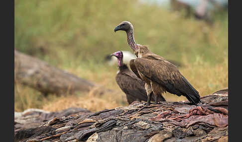 Kappengeier (Necrosyrtes monachus)