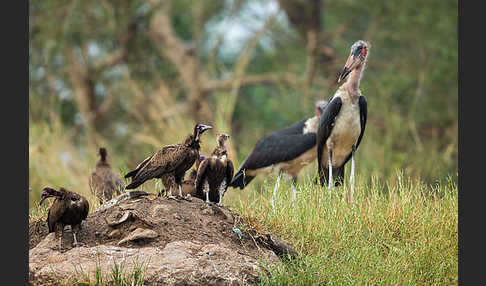 Marabu (Leptoptilos crumiferus)