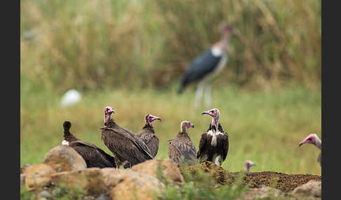 Marabu (Leptoptilos crumiferus)