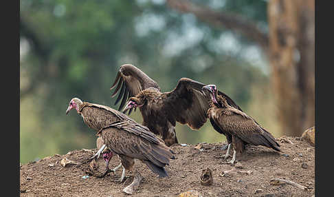 Kappengeier (Necrosyrtes monachus)