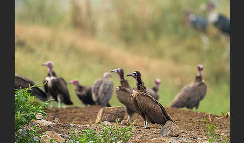 Kappengeier (Necrosyrtes monachus)