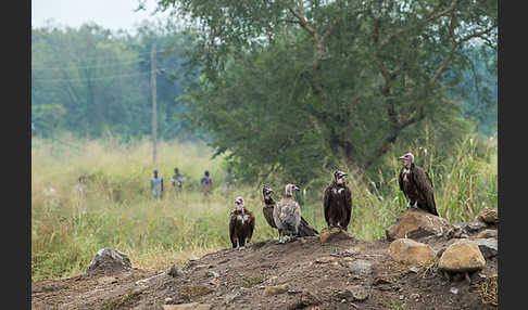 Kappengeier (Necrosyrtes monachus)