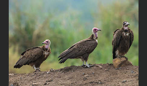 Kappengeier (Necrosyrtes monachus)