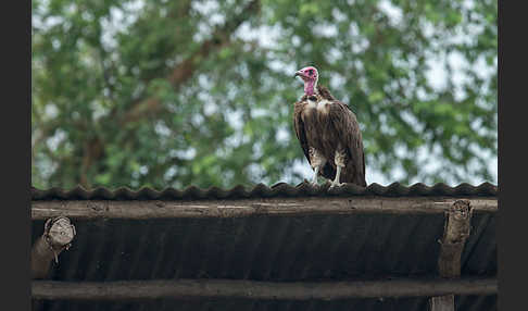 Kappengeier (Necrosyrtes monachus)