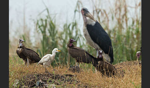 Marabu (Leptoptilos crumiferus)