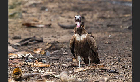 Kappengeier (Necrosyrtes monachus)