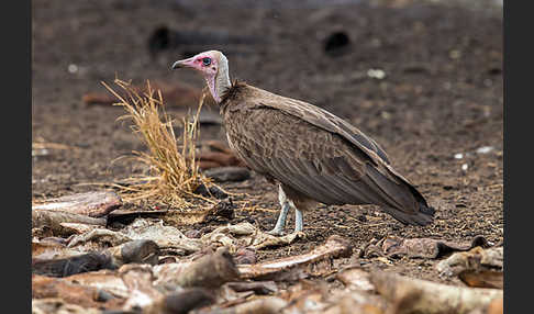 Kappengeier (Necrosyrtes monachus)