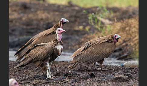 Kappengeier (Necrosyrtes monachus)