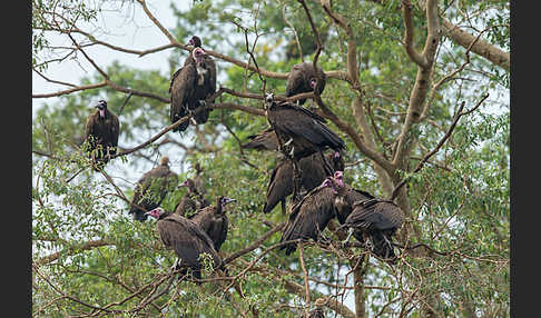 Kappengeier (Necrosyrtes monachus)