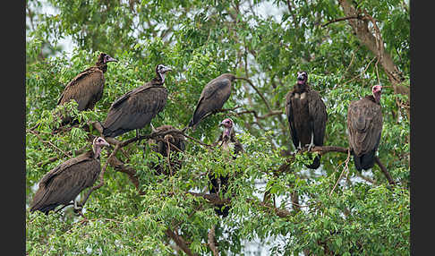 Kappengeier (Necrosyrtes monachus)