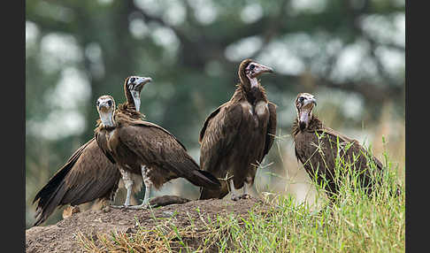 Kappengeier (Necrosyrtes monachus)