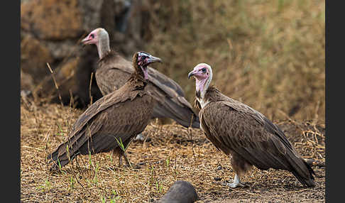 Kappengeier (Necrosyrtes monachus)