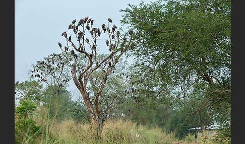 Kappengeier (Necrosyrtes monachus)