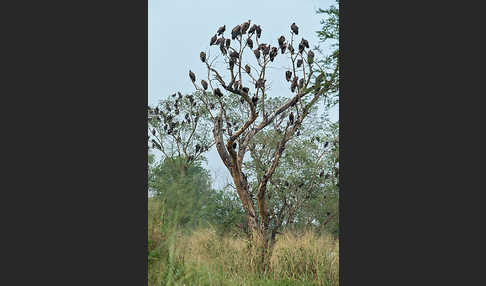 Kappengeier (Necrosyrtes monachus)