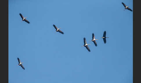 Nimmersatt (Mycteria ibis)