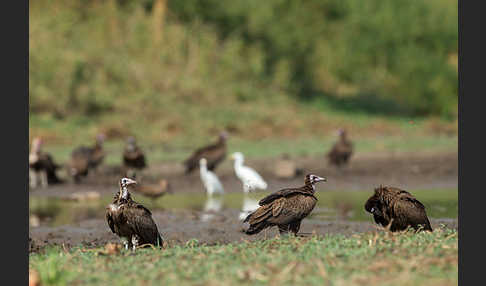 Kappengeier (Necrosyrtes monachus)