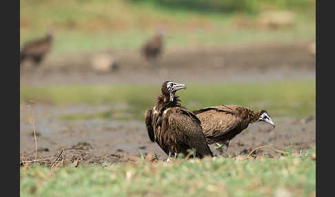 Kappengeier (Necrosyrtes monachus)