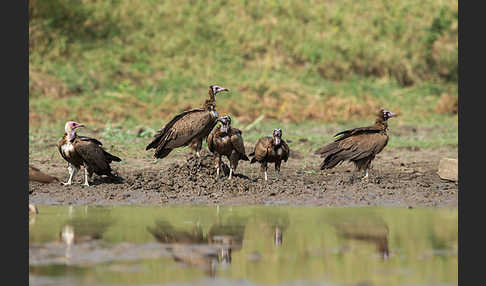 Kappengeier (Necrosyrtes monachus)