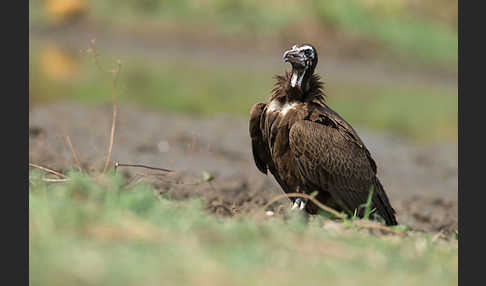 Kappengeier (Necrosyrtes monachus)