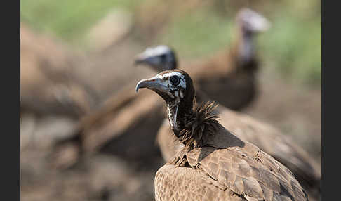 Kappengeier (Necrosyrtes monachus)