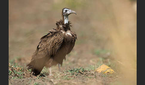 Kappengeier (Necrosyrtes monachus)